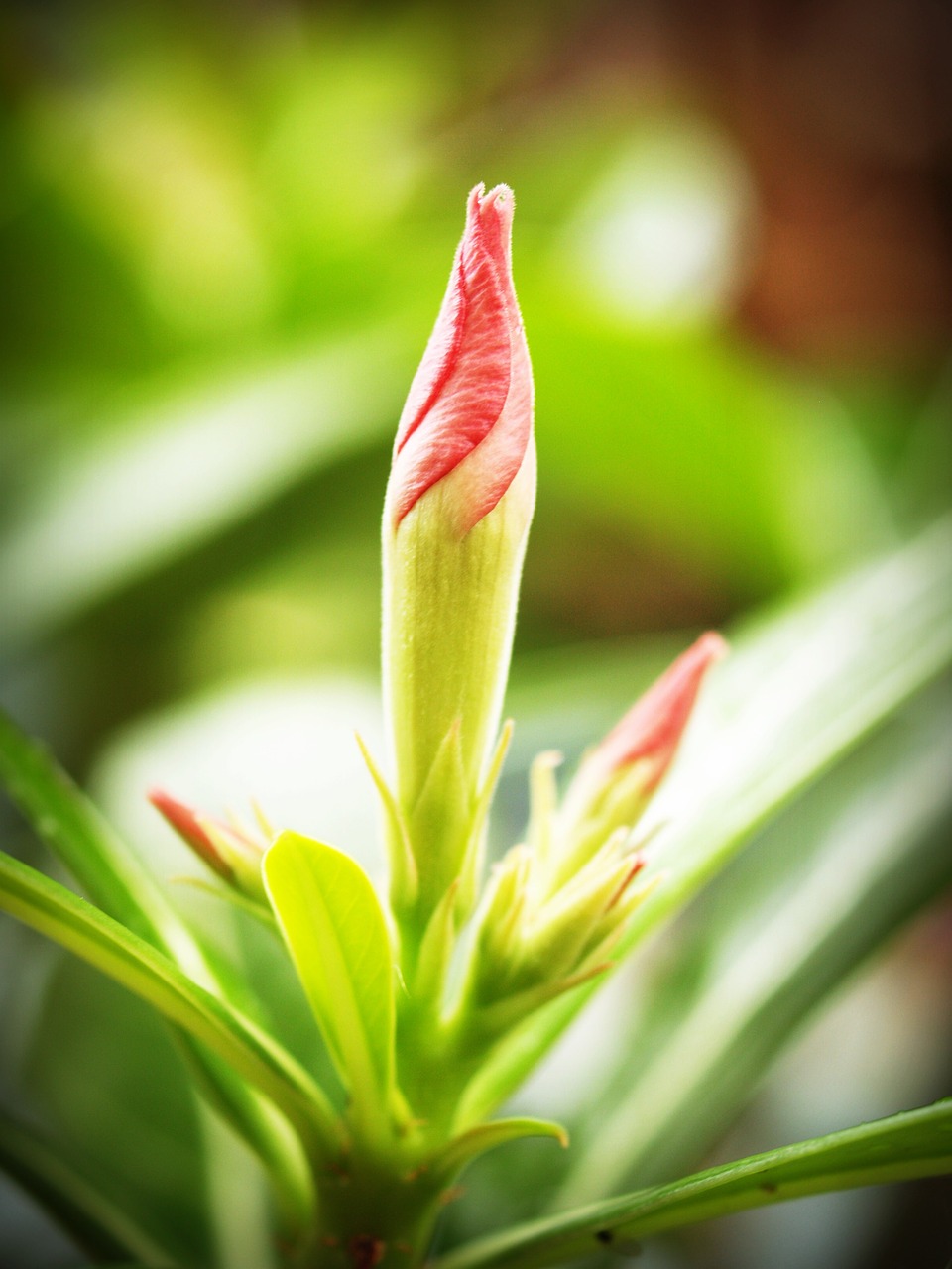 Image - flower closeup tree blooming