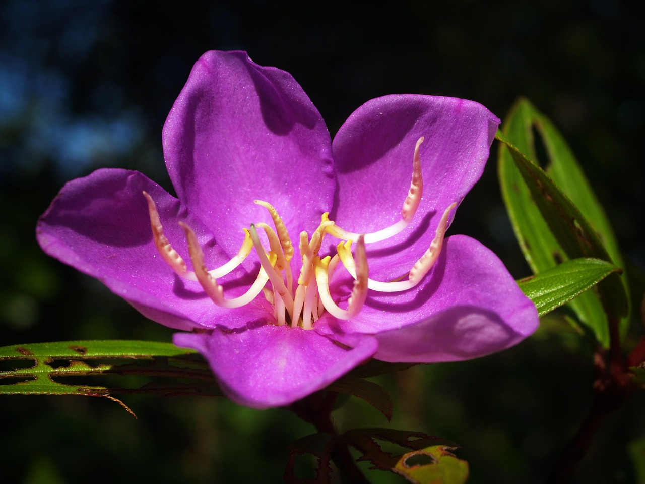 Image - flower blur cosmos outdoor