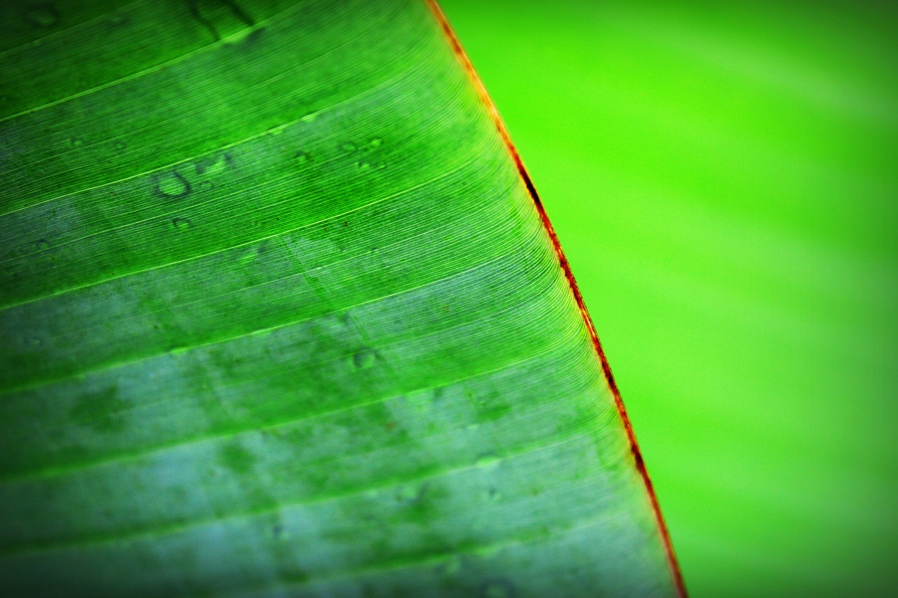 Image - banana beautiful botany chlorophyll