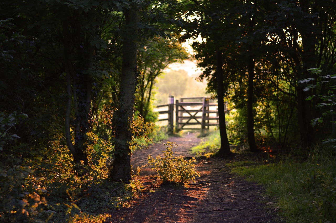 Image - gate path summer sunshine shadow