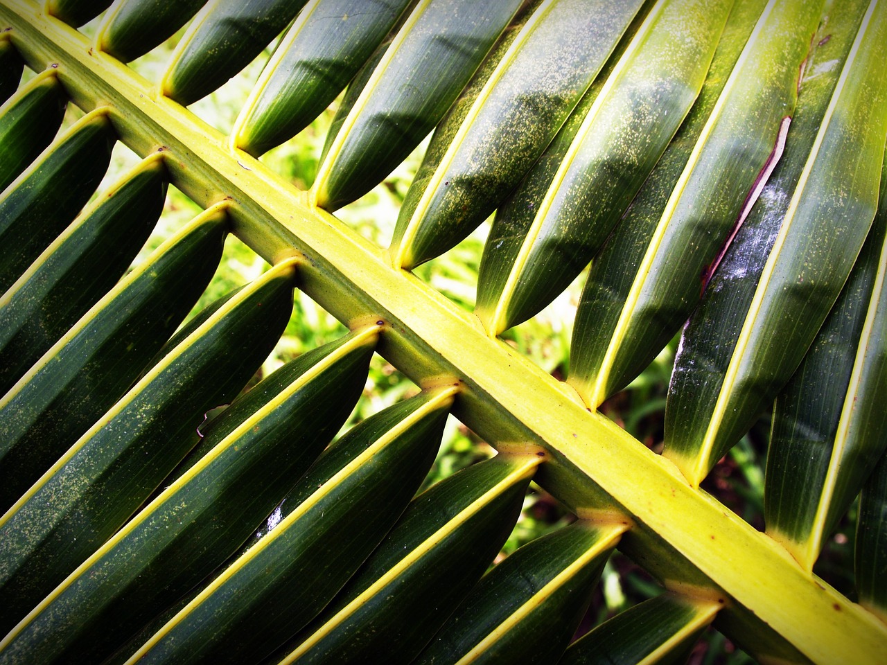 Image - coconut leaf palm closeup isolated