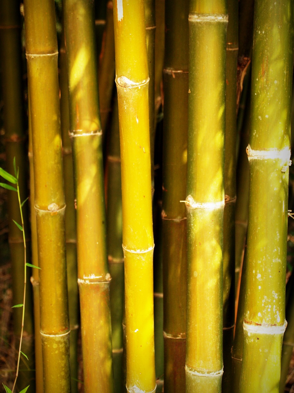 Image - bamboo forest japan background