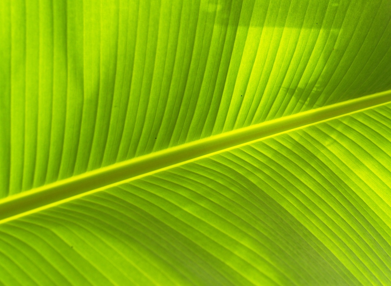 Image - leaf background lines foliage