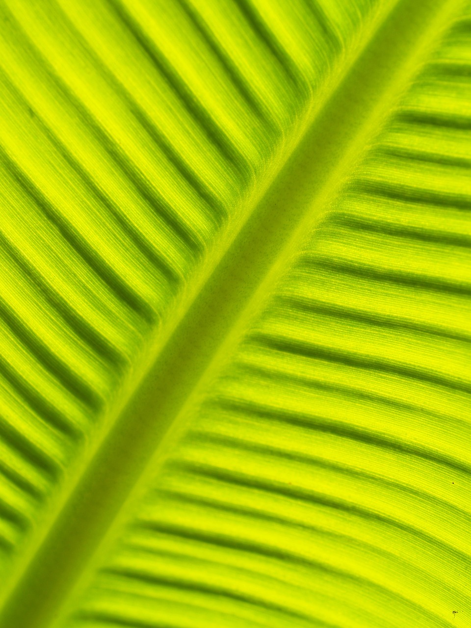 Image - leaf background lines foliage