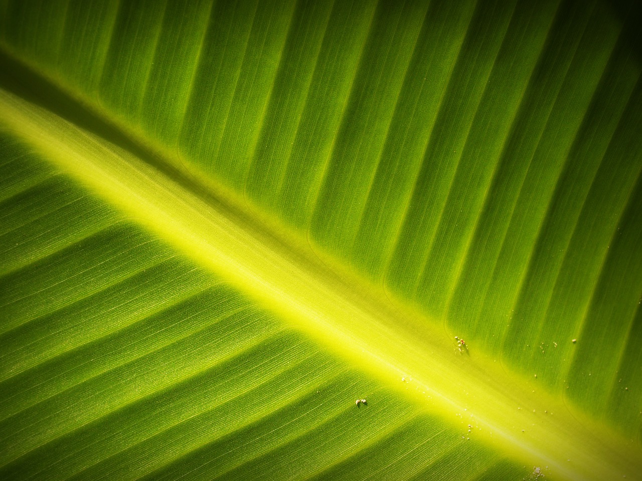 Image - leaf background lines foliage
