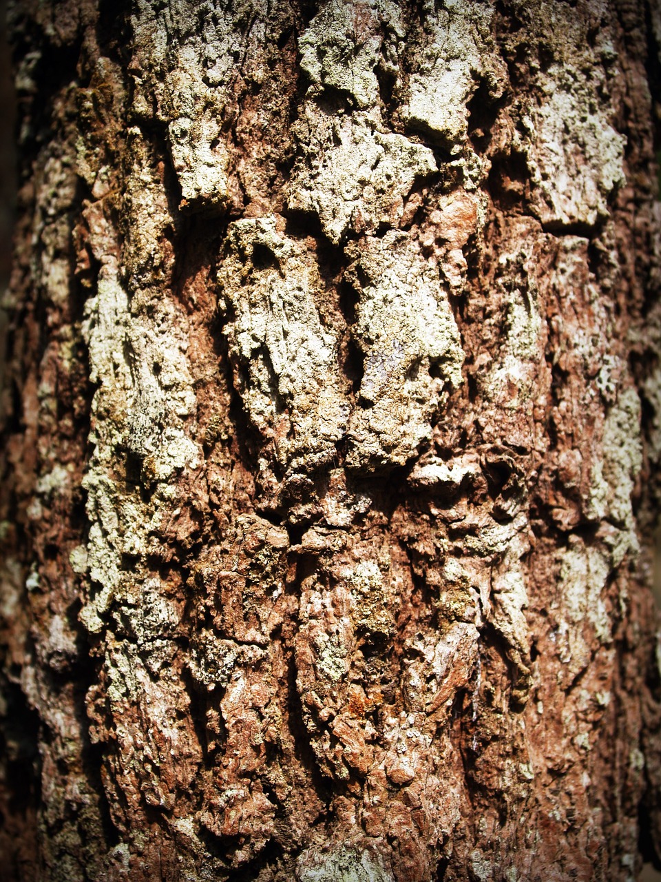 Image - bark tree wood pine background