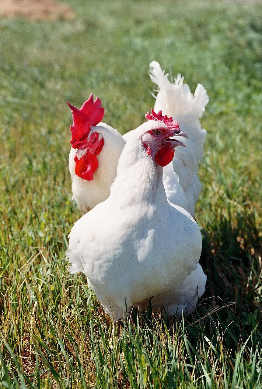 Image - chickens bird village kura hen