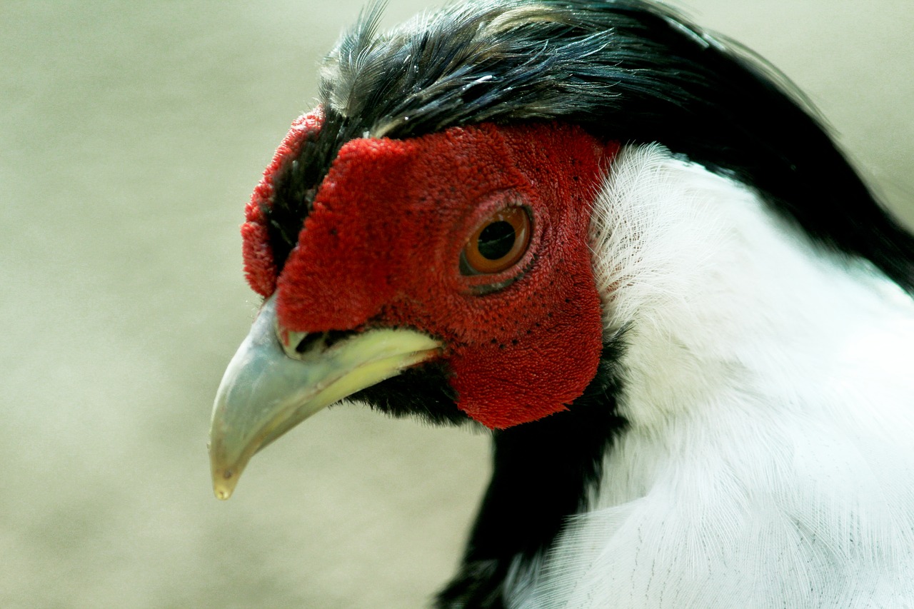 Image - birds hen farm chicken domestic