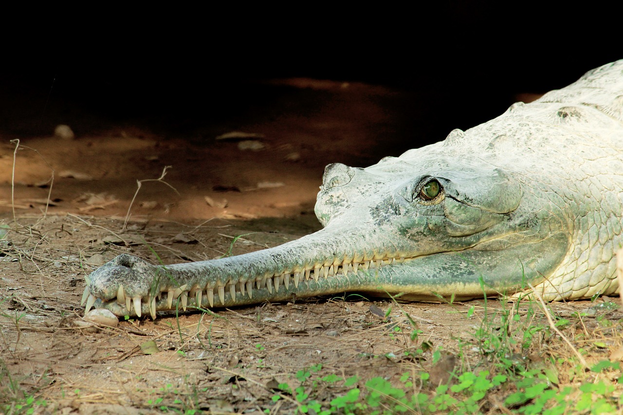 Image - crocodile water reptile alligator