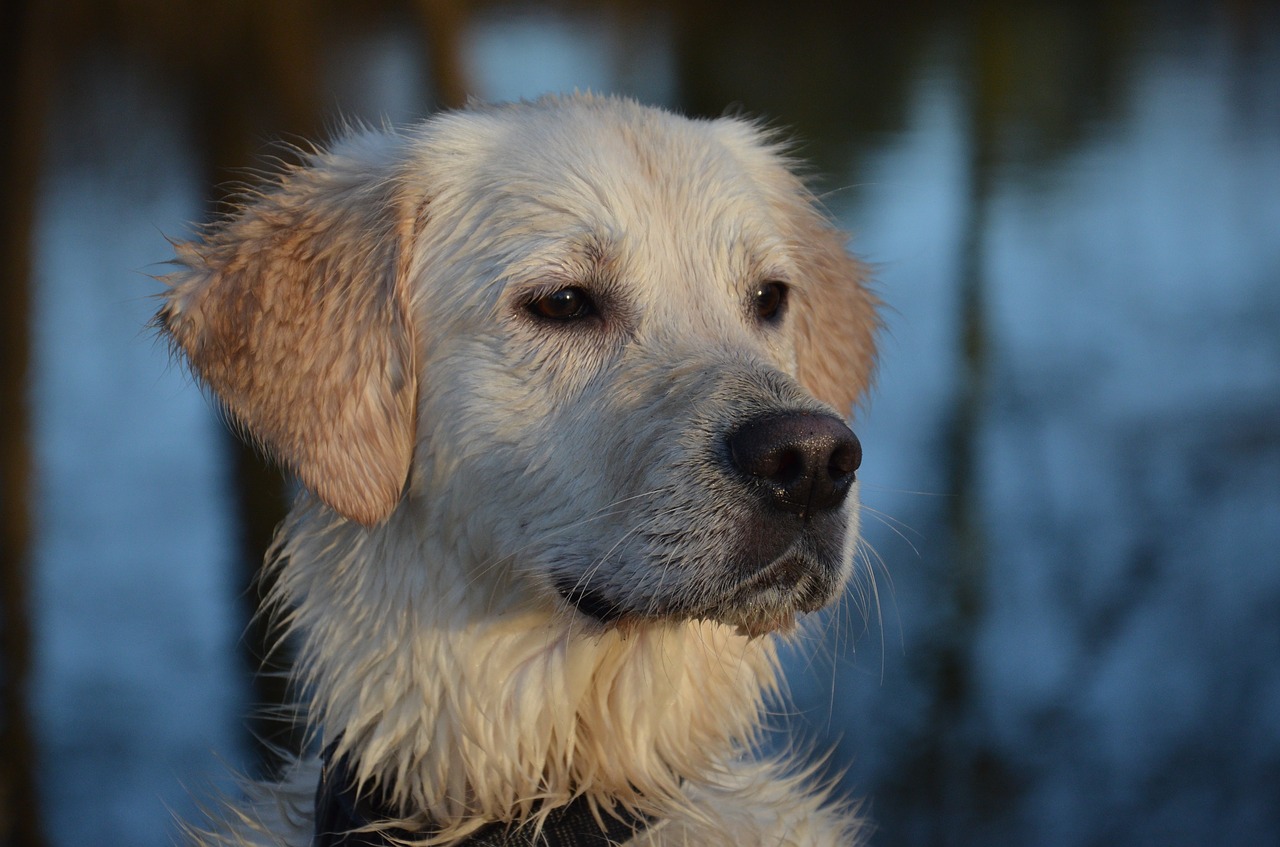 Image - dog dog runs animal nature fun