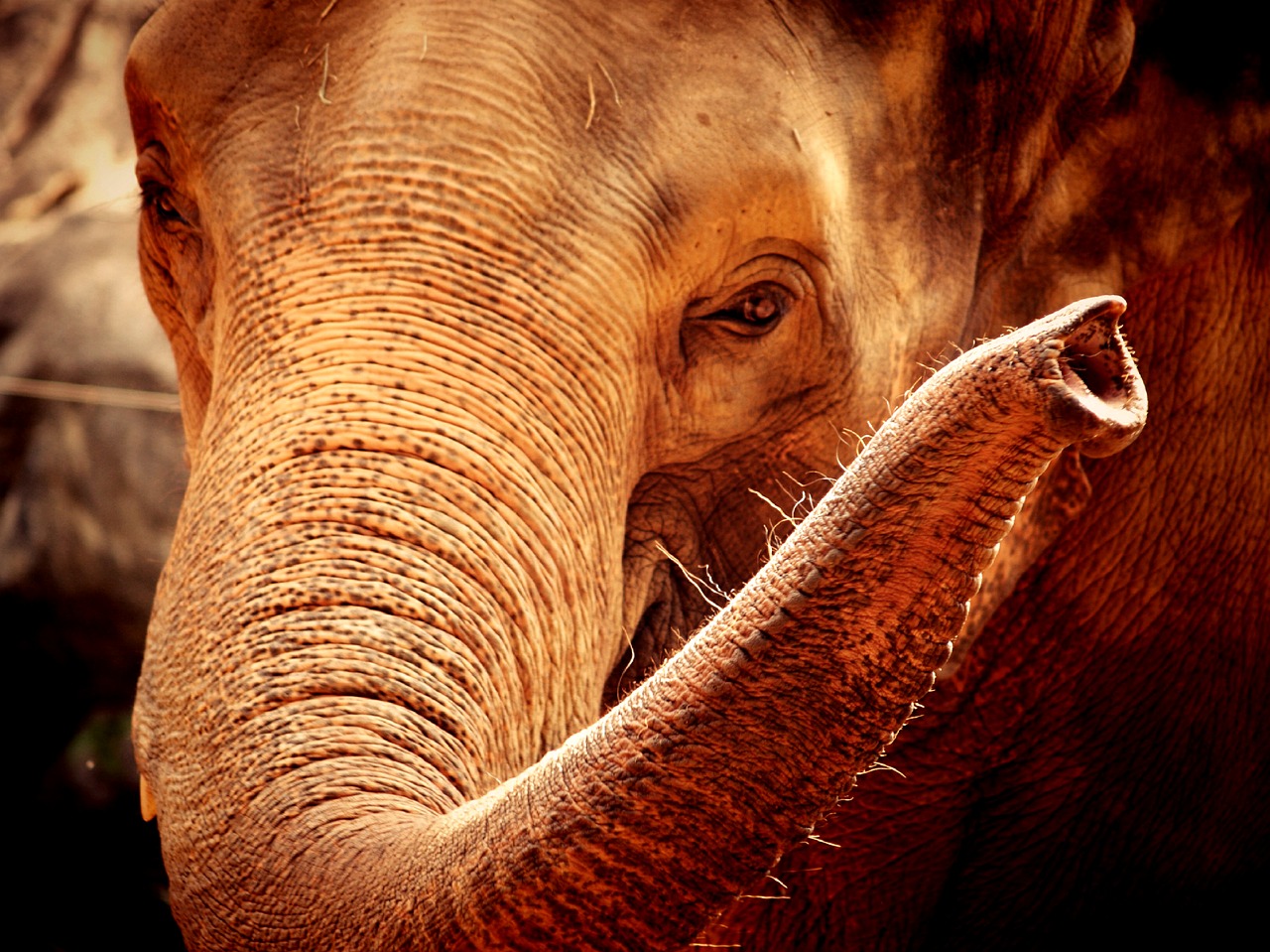 Image - african aged animal big black