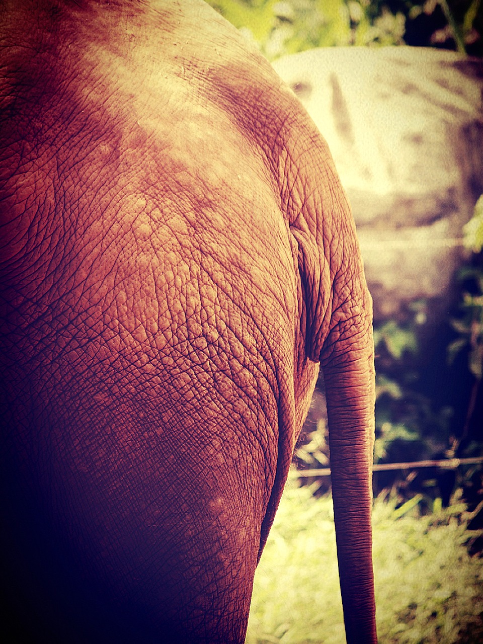 Image - african aged animal big black