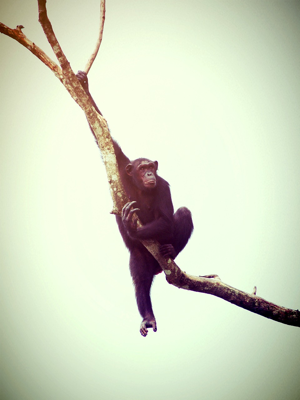 Image - animal monkey chimp relaxing ape