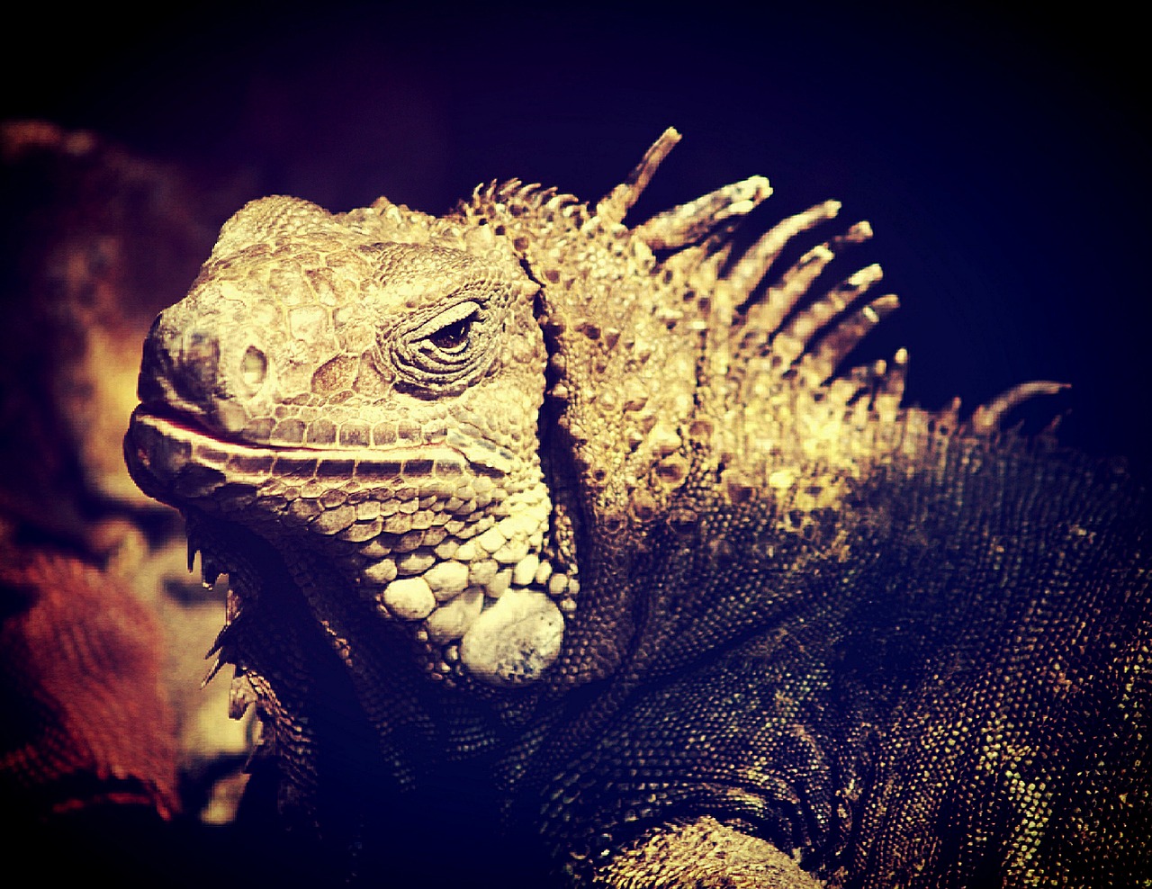 Image - iguana lizard dragon head animal