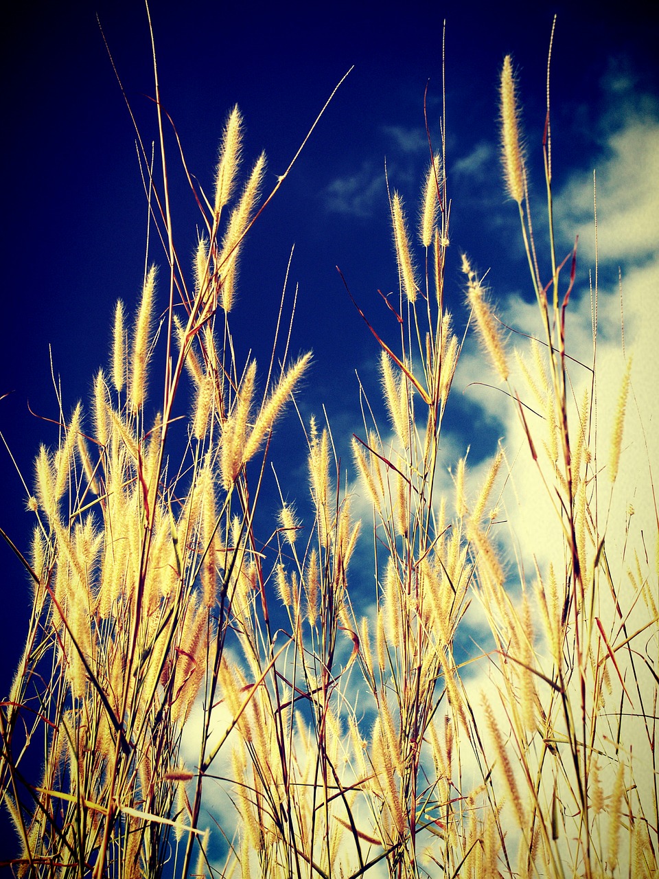 Image - field filter flora flower foliage