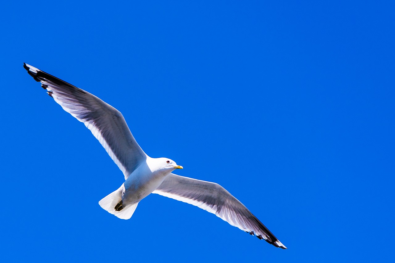 Image - sea gull bird wingspan sky fly