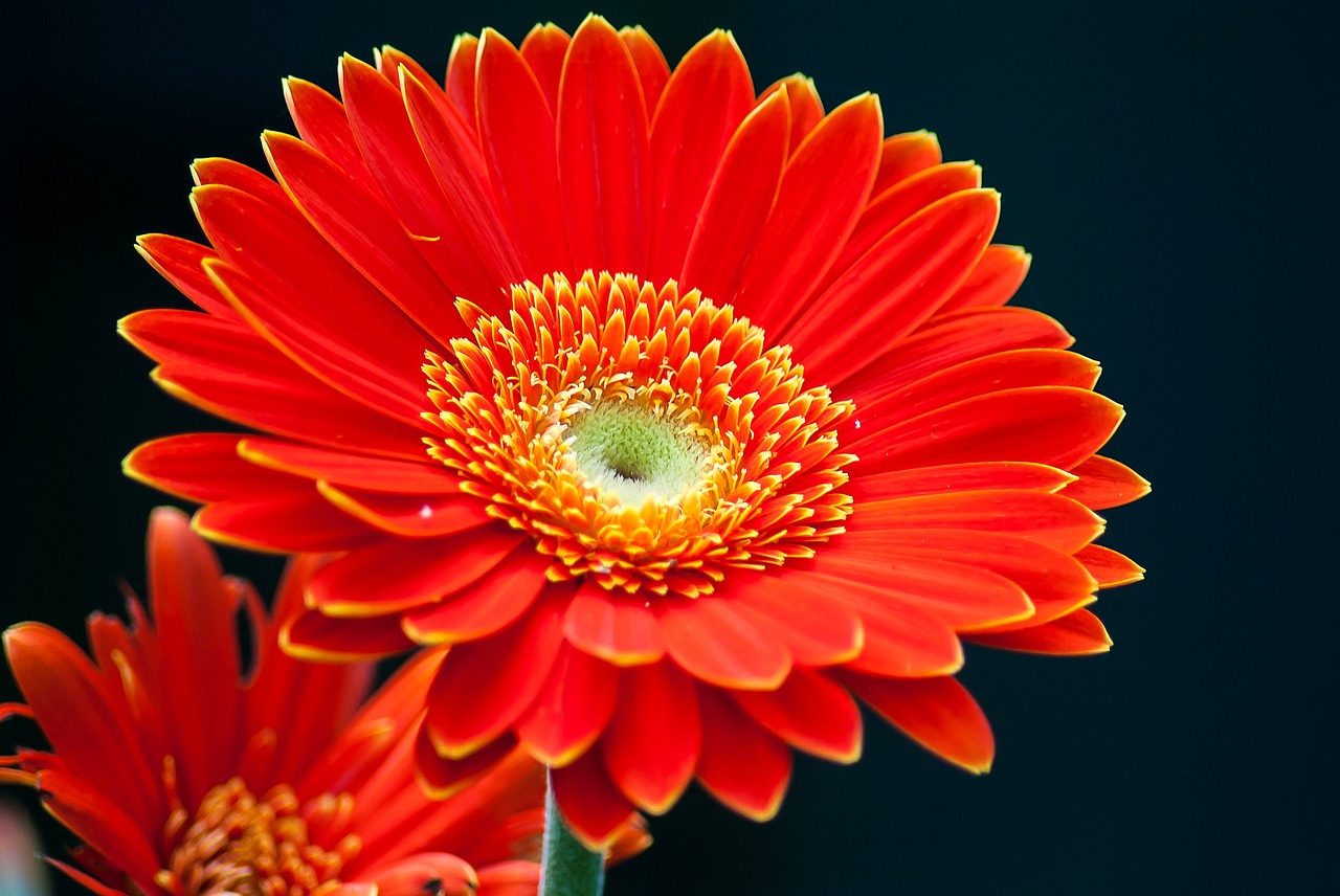 Image - gerbera flower color summer