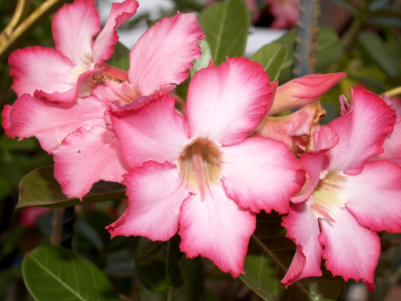 Image - azalea outdoor wallpaper blooming