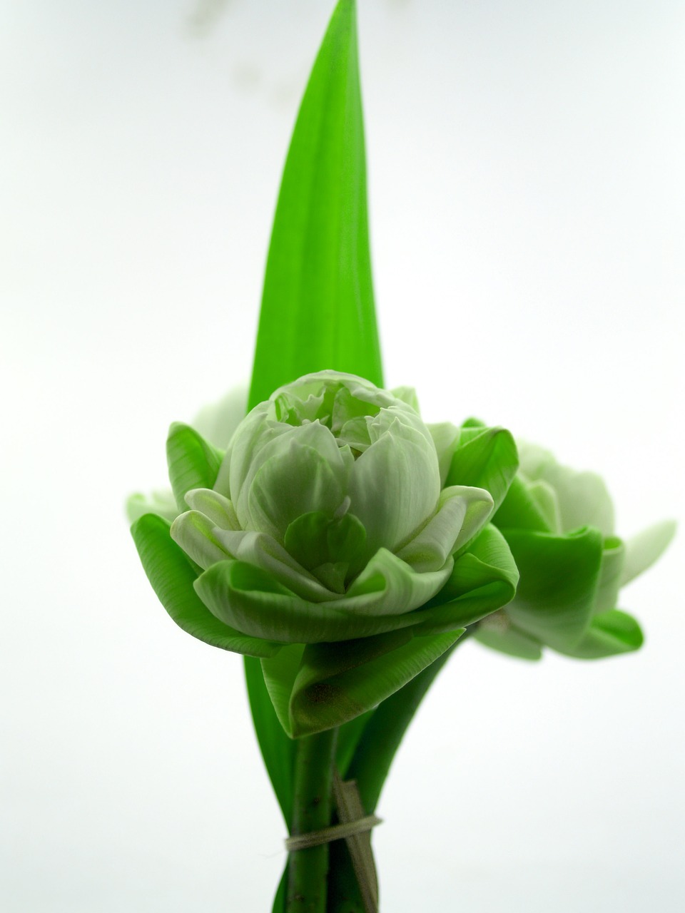 Image - white flower lotus decoration