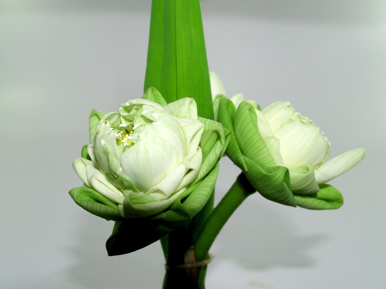 Image - white flower lotus decoration