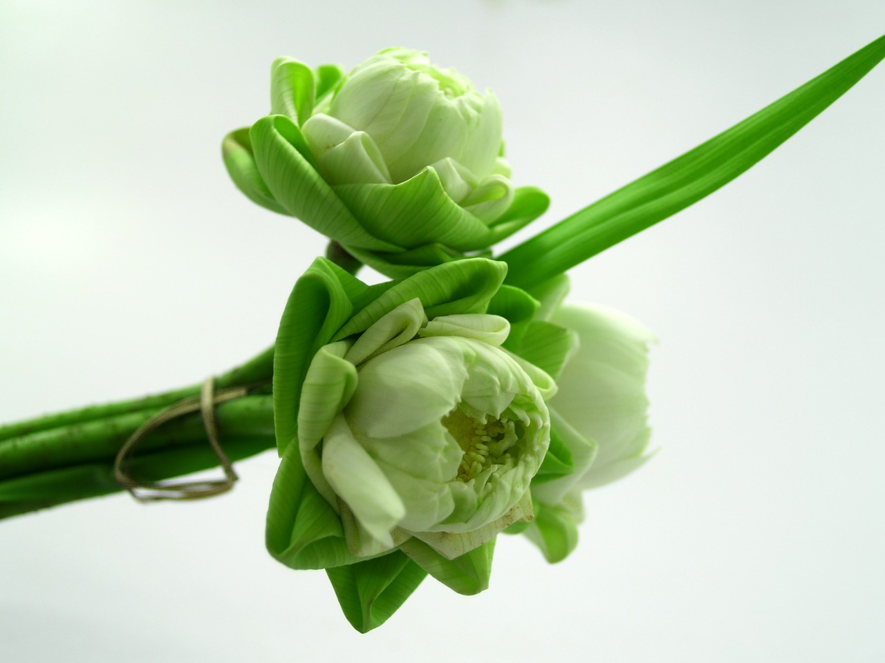 Image - white flower lotus decoration