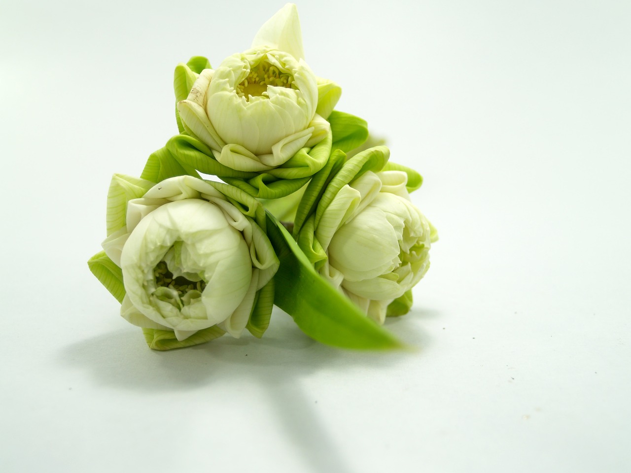 Image - white flower lotus decoration