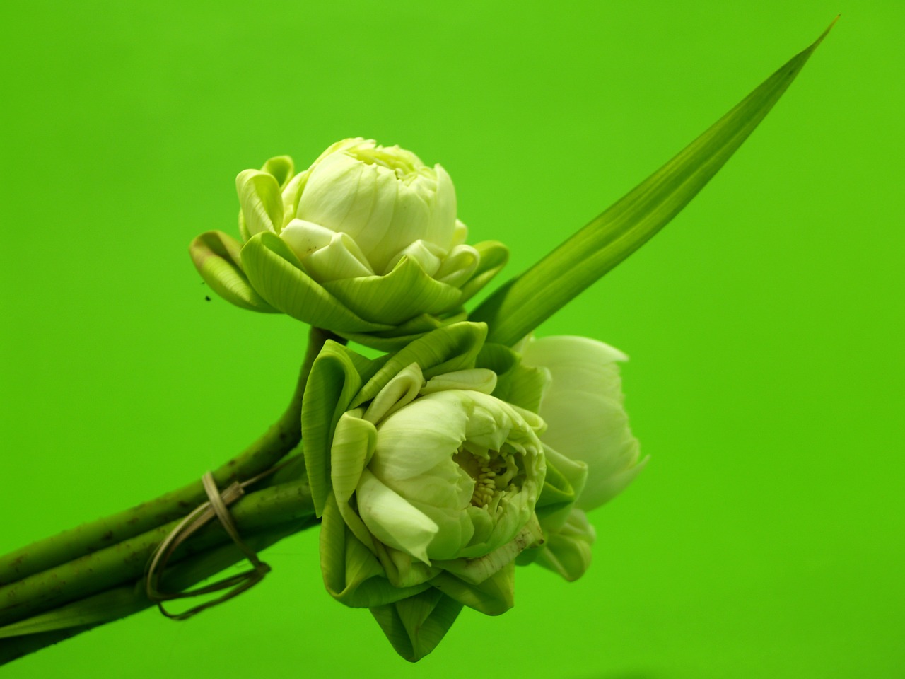 Image - white flower lotus decoration