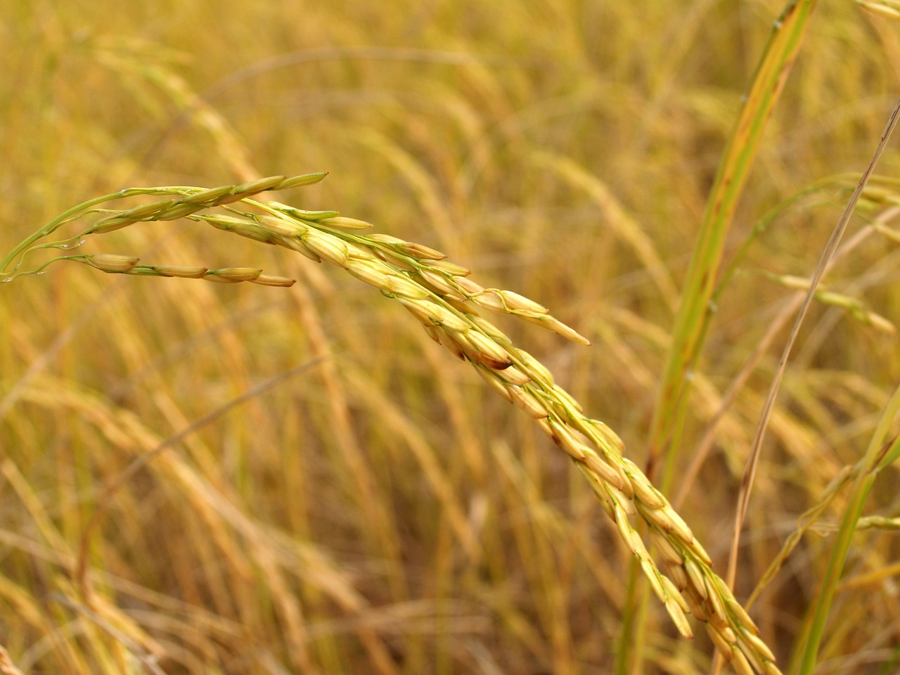 Image - agriculture asia autumn botany