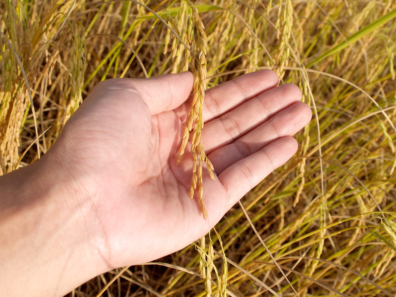 Image - agriculture asia autumn botany