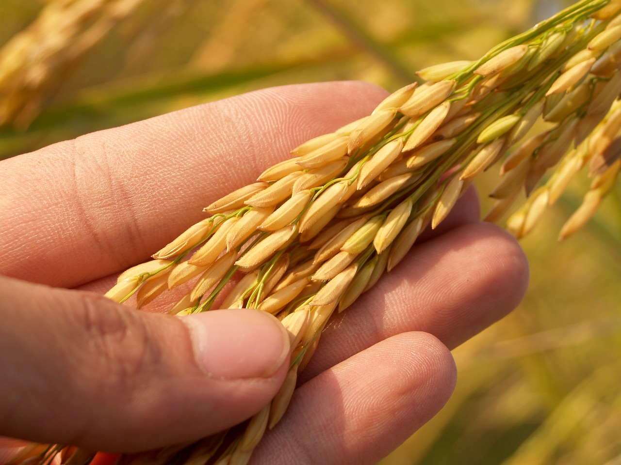 Image - agriculture asia autumn botany