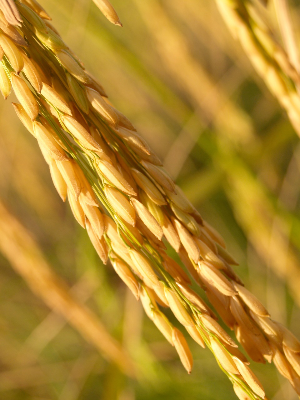 Image - agriculture asia autumn botany