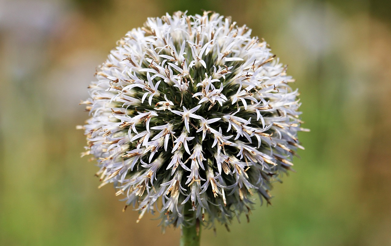 Image - globe thistle composites blossom