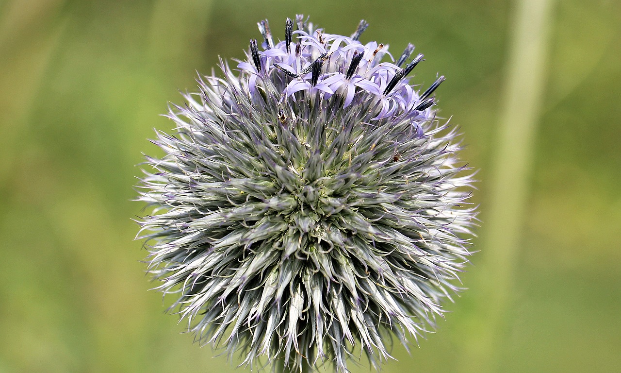 Image - globe thistle composites blossom