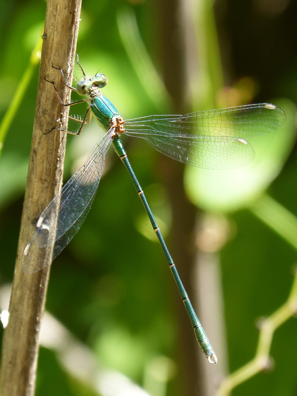 Image - green dragonfly winged insect pond