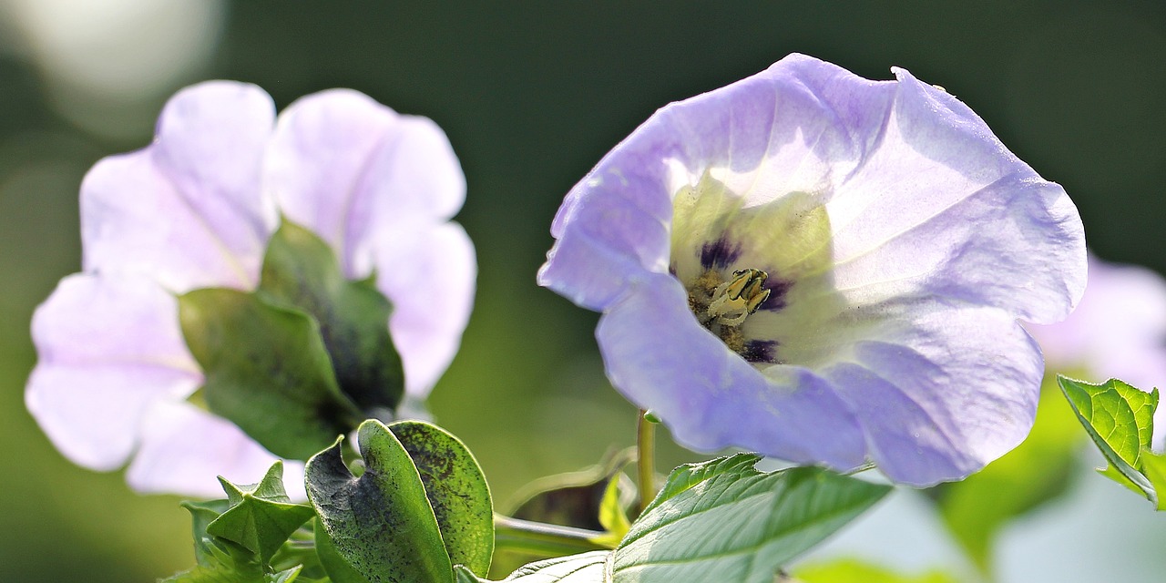 Image - poison berry blue lantern flower