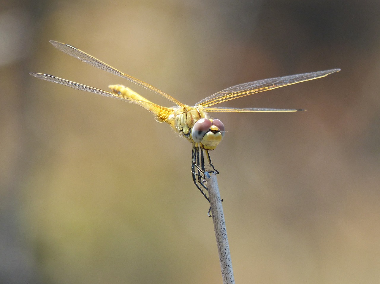 Image - dragonfly yellow dragonfly