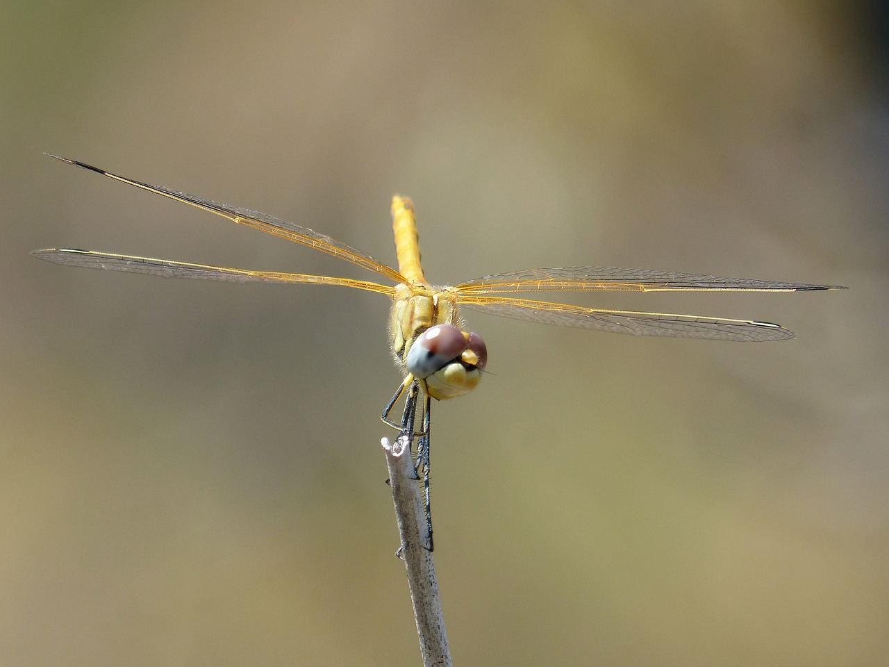 Image - dragonfly yellow dragonfly