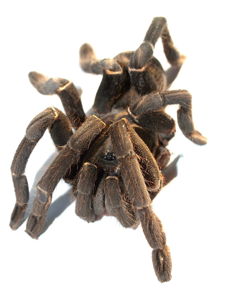 Image - spider tarantula arthropod