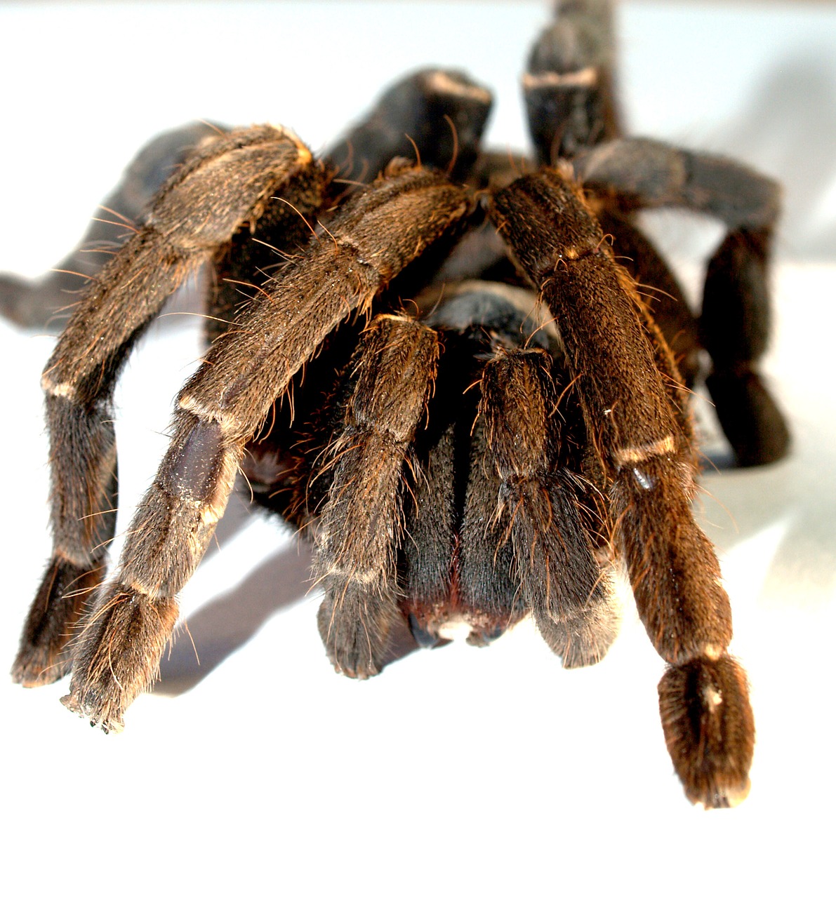 Image - spider tarantula arthropod