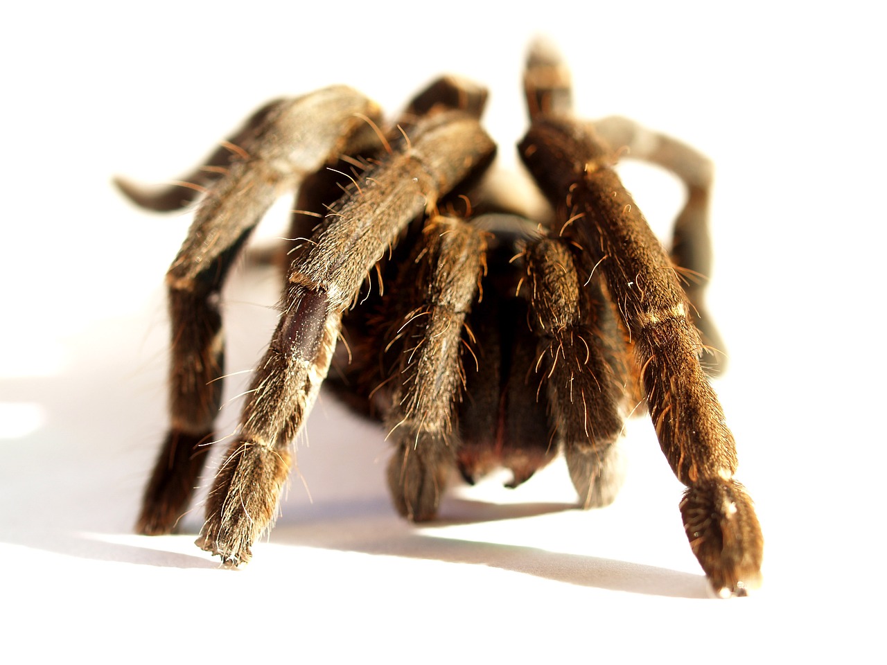 Image - spider tarantula arthropod