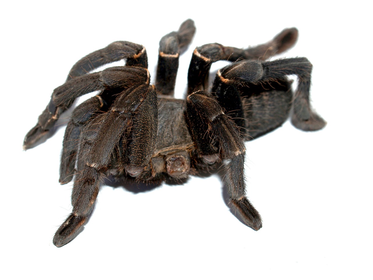 Image - spider tarantula arthropod