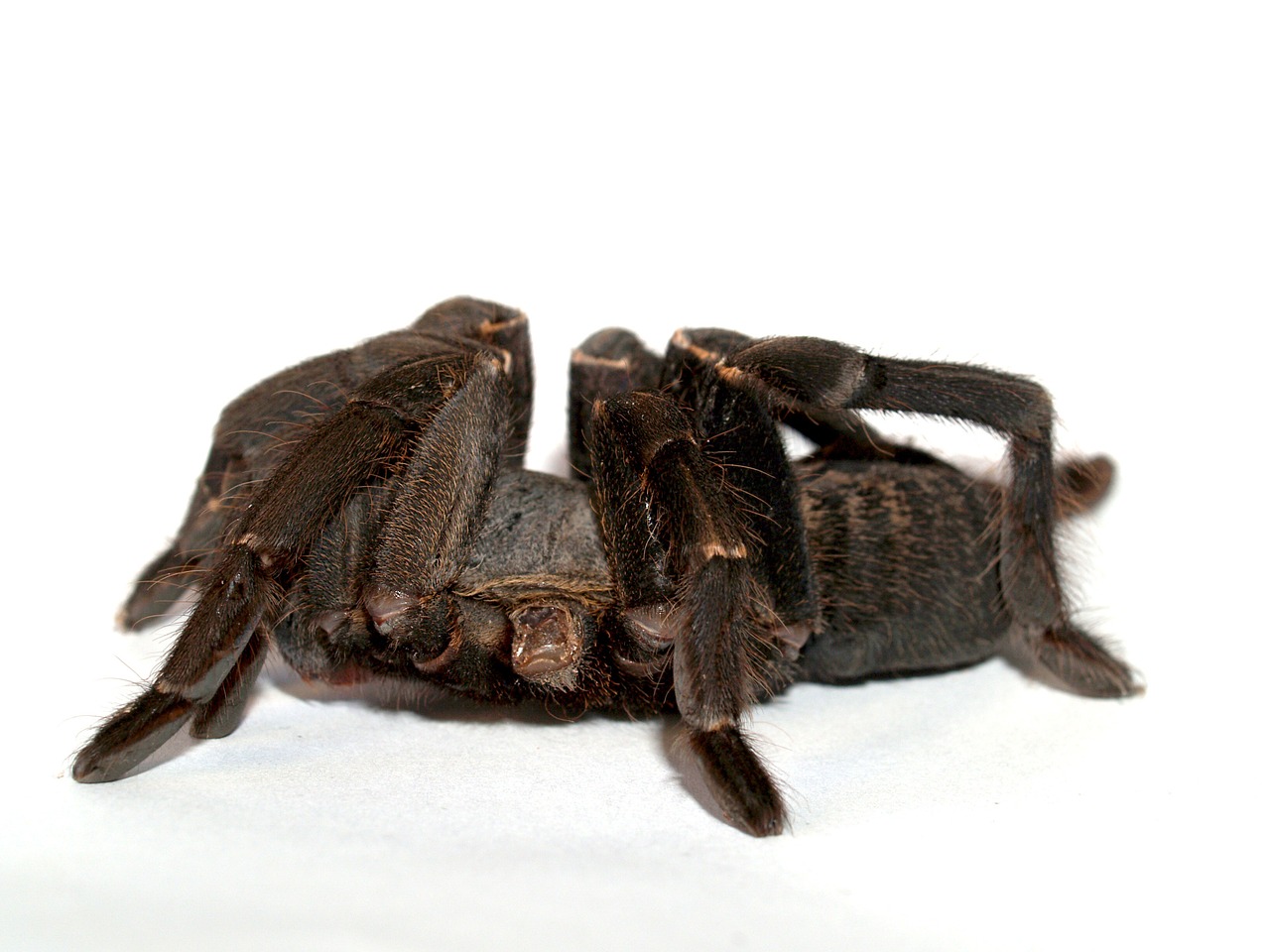 Image - spider tarantula arthropod