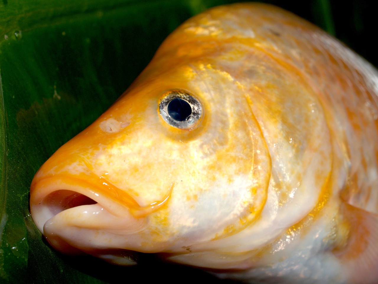 Image - fish carp meal river pike masking