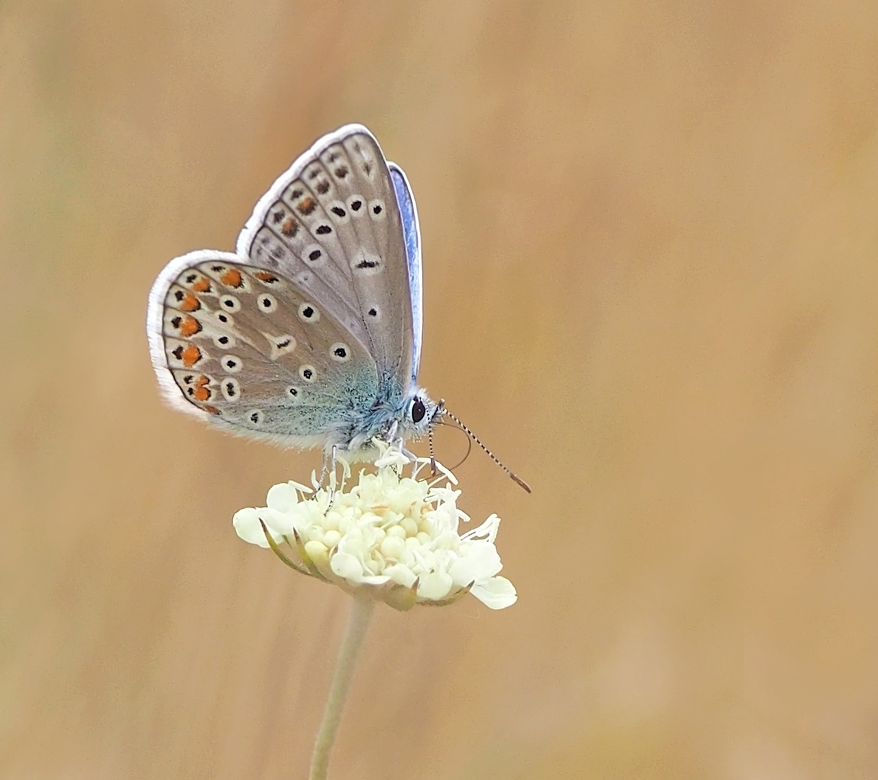 Image - insect nature live