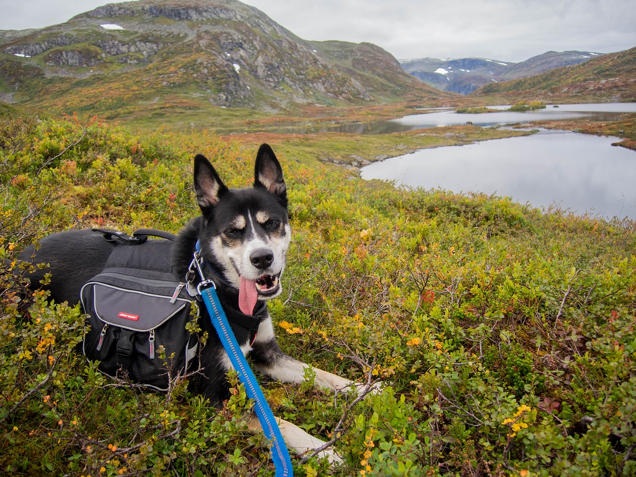 Image - dog husky sibirian husky snow dog