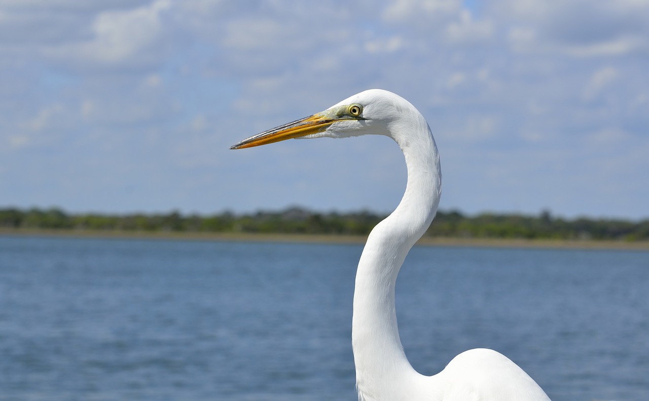 Image - white heron heron bird wildlife