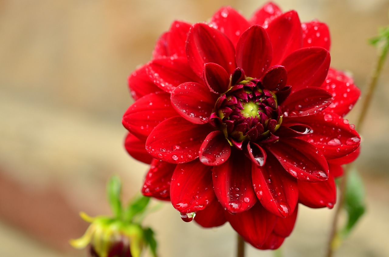 Image - dahlia red dahlia dahlia garden