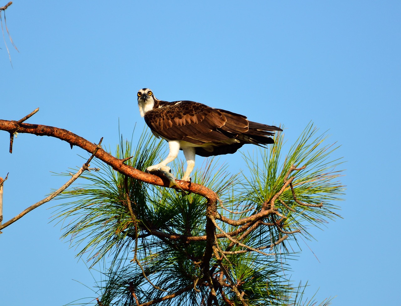 Image - osprey bird wildlife prey flying