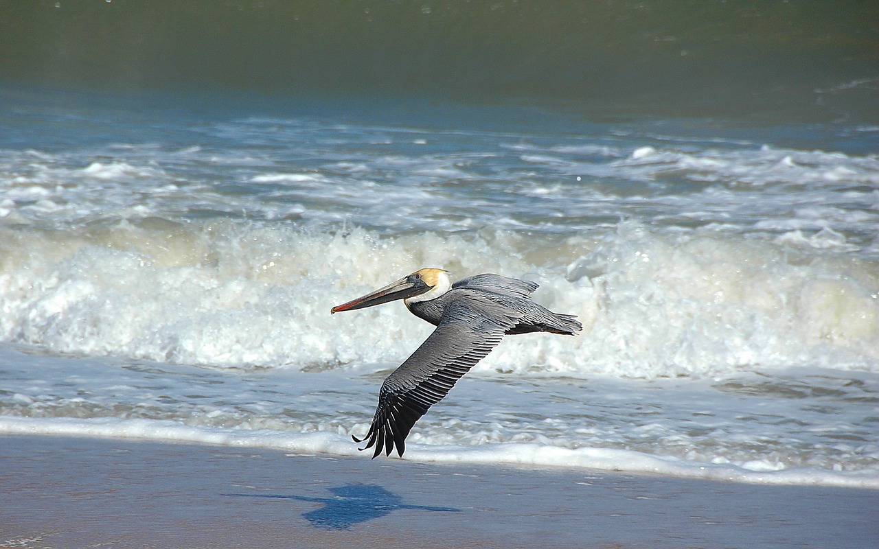 Image - pelican wildlife wild animal