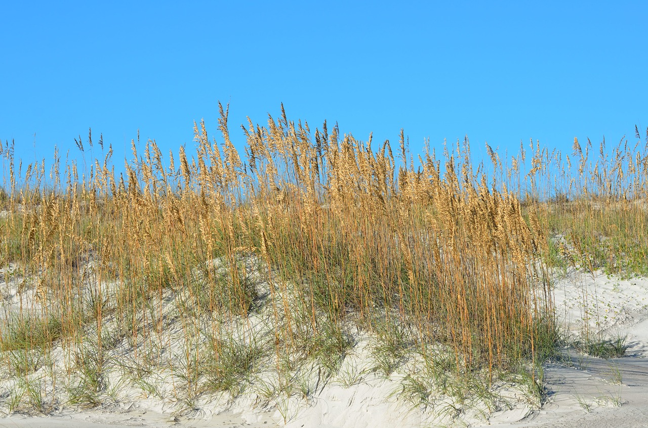 Image - sea oats sand dunes sea beach